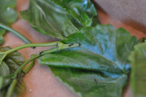 Tiny silkworms on a leaf
